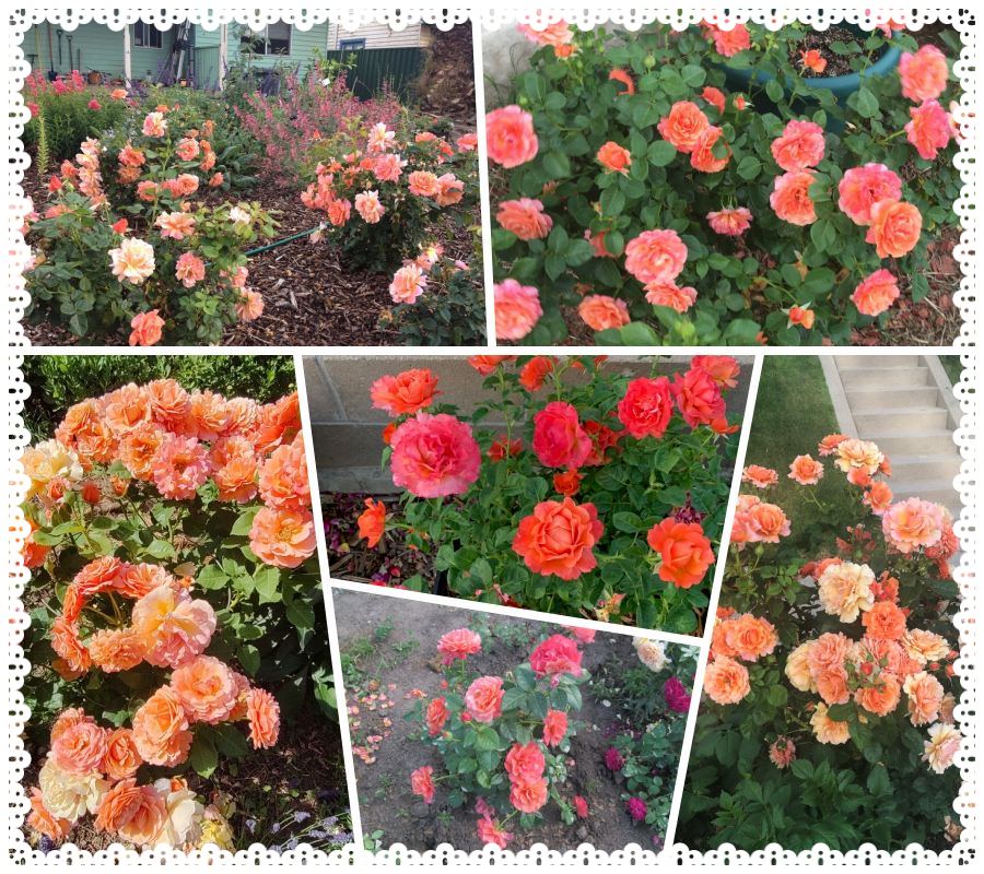 Easy Does It róża rabatowa